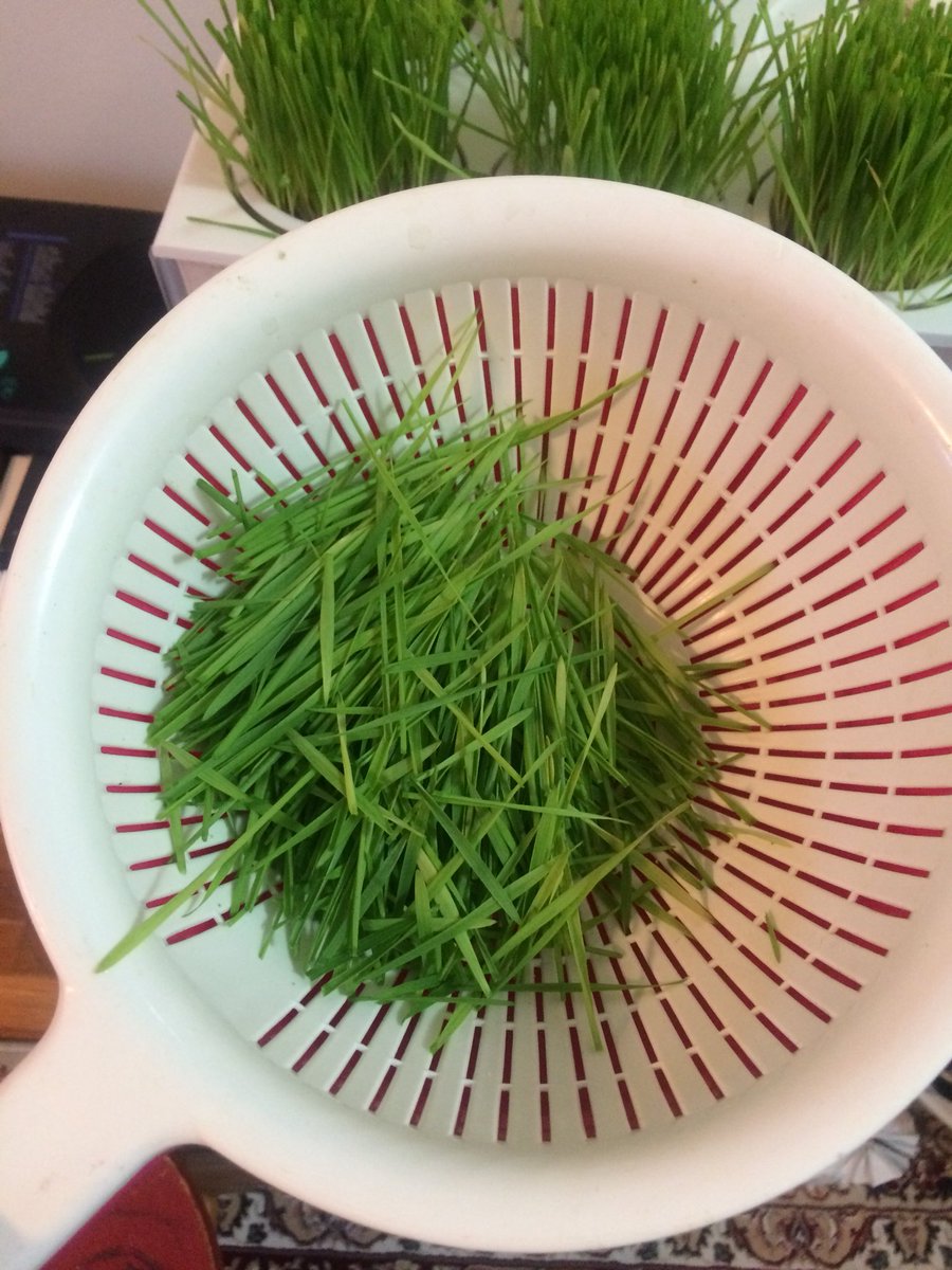 SongbaeLee's tweet photo. First harvest this morning from #wheatgrass seeds planted 2 weeks ago @BacktotheRoots #watergarden #twitterlog https://t.co/KHgz1dPU4m