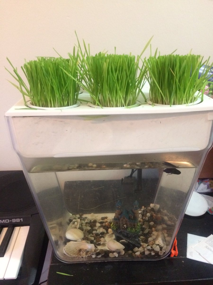 SongbaeLee's tweet photo. First harvest this morning from #wheatgrass seeds planted 2 weeks ago @BacktotheRoots #watergarden #twitterlog https://t.co/KHgz1dPU4m