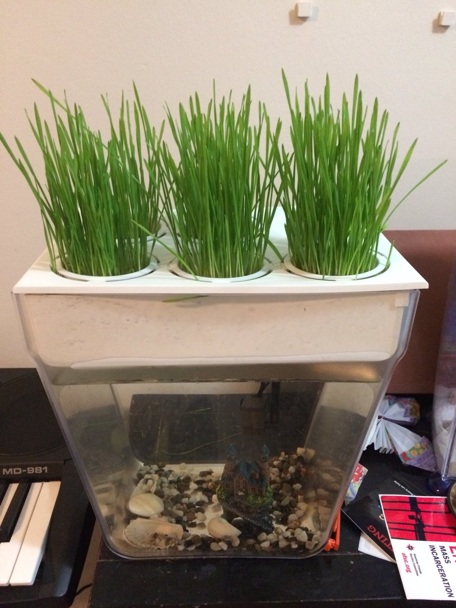 SongbaeLee's tweet photo. First harvest this morning from #wheatgrass seeds planted 2 weeks ago @BacktotheRoots #watergarden #twitterlog https://t.co/KHgz1dPU4m