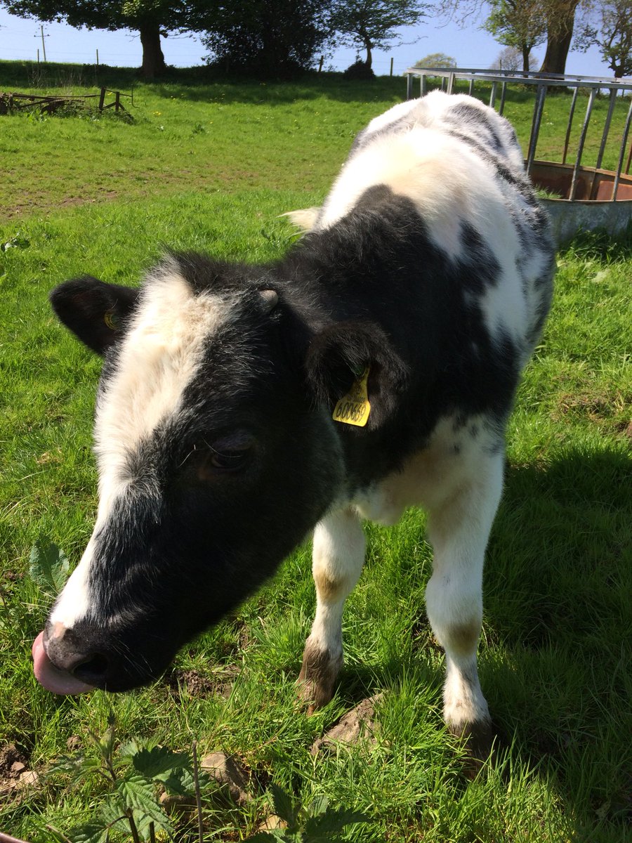 Skippy, happy in the summer residence #calfatfoot #amwriting #farming #countryside