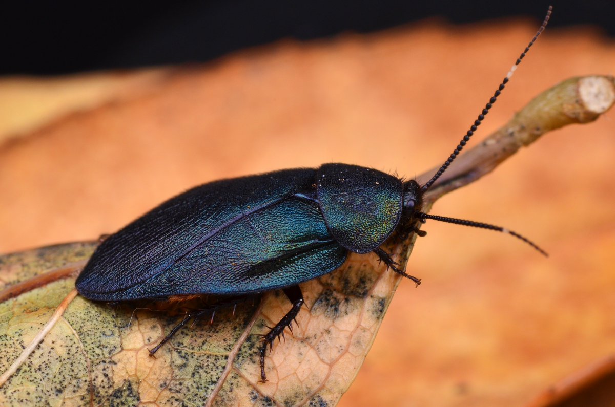 Uzivatel H Sawada Na Twitteru ルリゴキブリ Eucorydia Yasumatsui Asahina 1971 日本で最も美しいと言われるゴキブリ 腹部のオレンジ色が時折見えて非常にエロイ