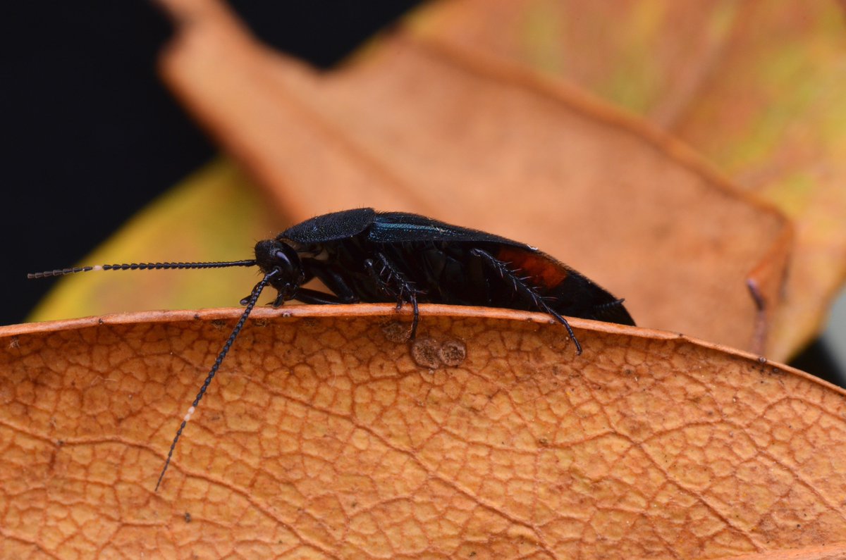 Uzivatel H Sawada Na Twitteru ルリゴキブリ Eucorydia Yasumatsui Asahina 1971 日本で最も美しいと言われるゴキブリ 腹部のオレンジ色が時折見えて非常にエロイ