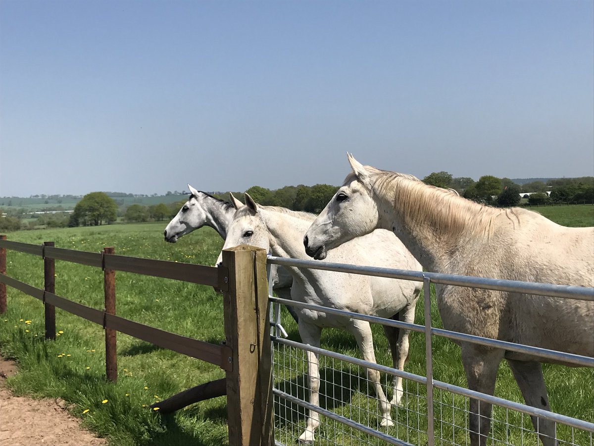 SFSshawfarmstud's tweet photo. 3 legends Alferof,Neptune Collonges and Politilogue all enjoying the sun.@PFNicholls https://t.co/PxenAF1u5G