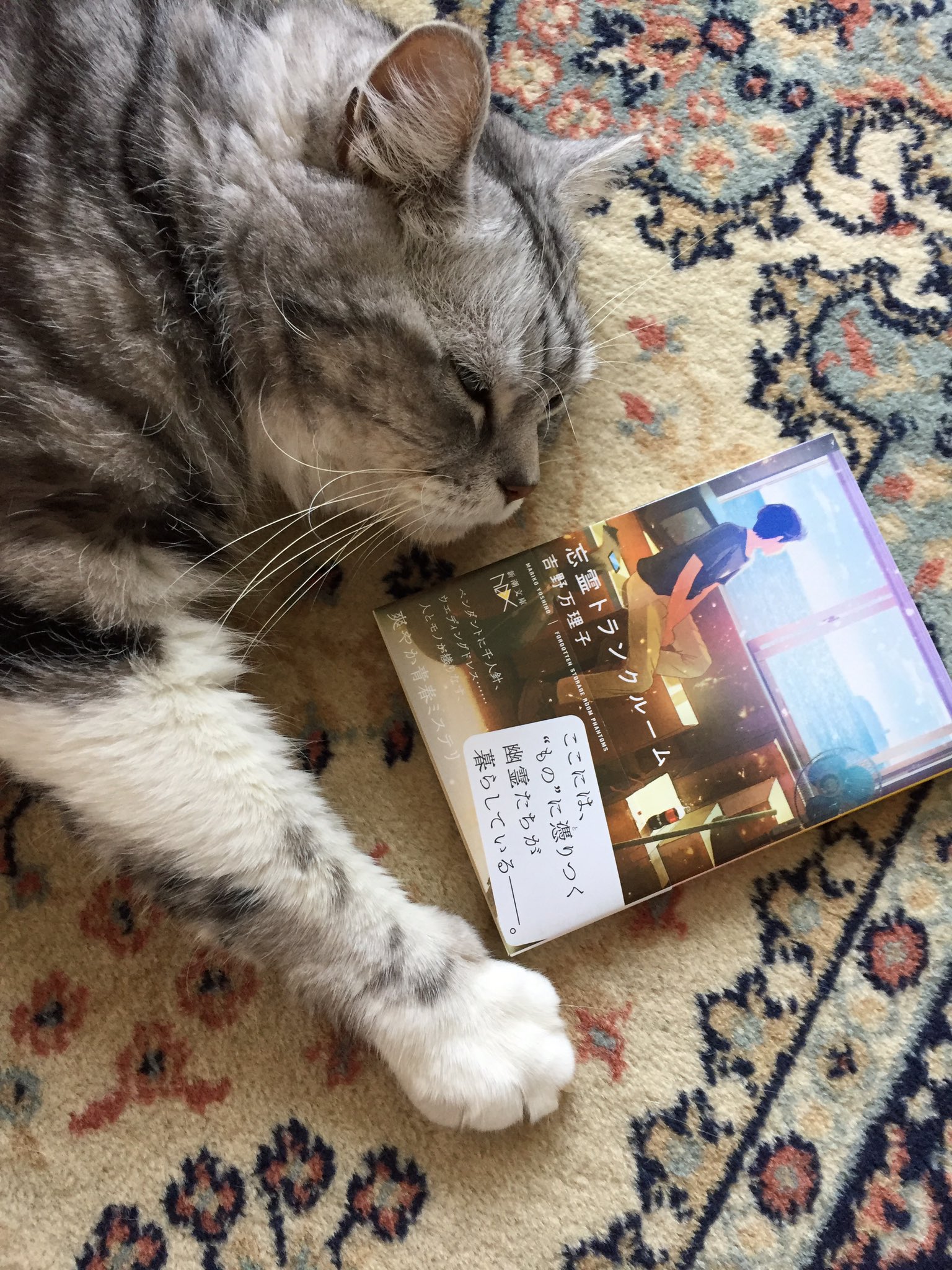 吉野万理子 Mariko Yoshino ブログ更新しました T Co Ymvmdhmjfe 新刊 忘霊トランクルーム について書いてます 続編が始動する件とか 久しぶりに 猫 本の写真も何枚か撮れました