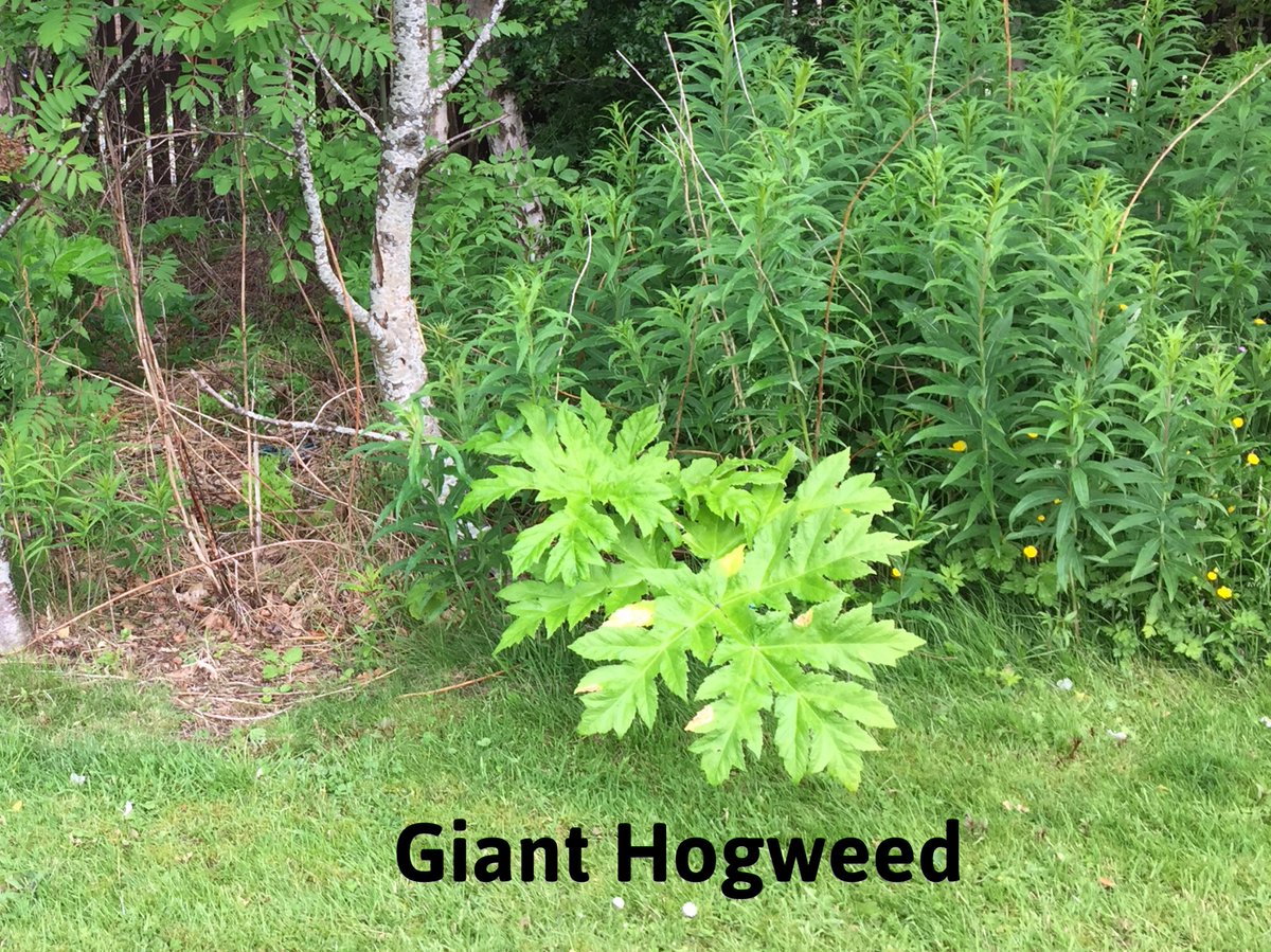 weed_removal's tweet photo. Stay safe this #bankholiday by avoiding the large jagged leaves of #GiantHogweed. If exposed to the plant’s toxic sap, treat it like a chemical burn and seek medical advice. #invsp https://t.co/brOxHEMArD