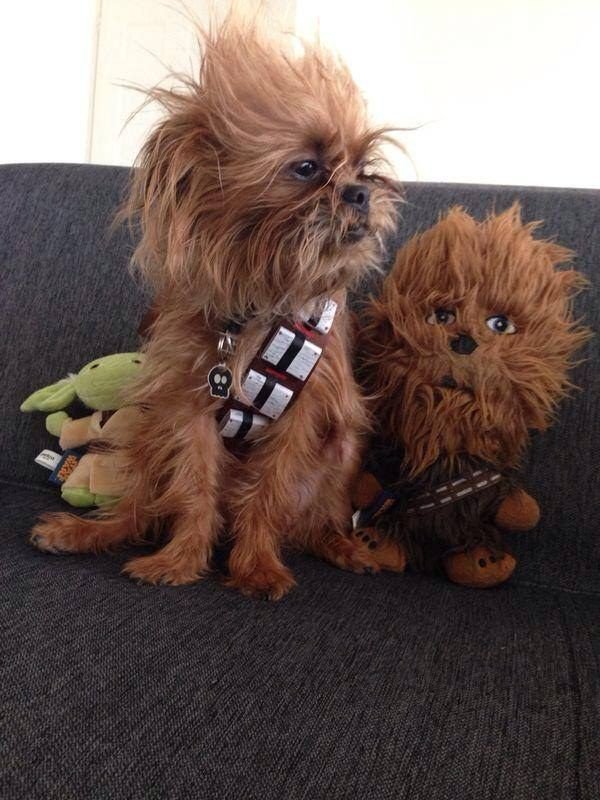 Lord_Arse's tweet photo. Chewbarka? https://t.co/F4ZU8bZ0vO