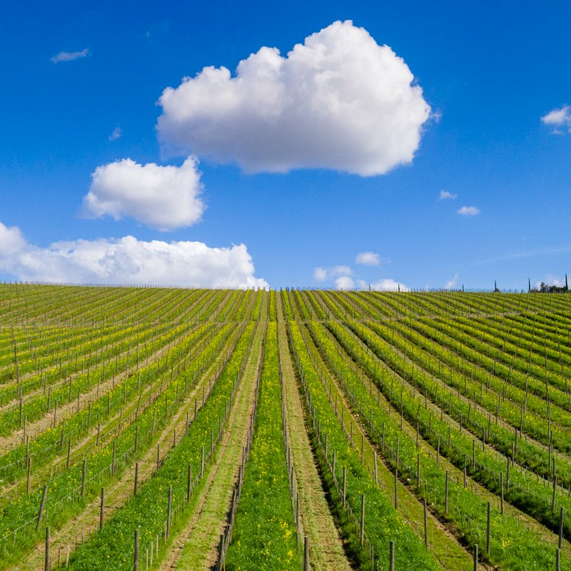 Blue sky and soft clouds chasing each other: a #Spring postcard from #TenutaLuce. #LuceDellaVite #LuceLovers