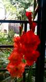 Amrapali_c's tweet photo. ❤️😊👍😍Today I shall speak only to the flowers and the world can fade away.....
For my dear friends @HaahrMarianne @cathrinejahnsen @AnjaHoffmann @annesolgaard
#LifeisDivine
#FlowersAndWine https://t.co/uPRiH8aWyW