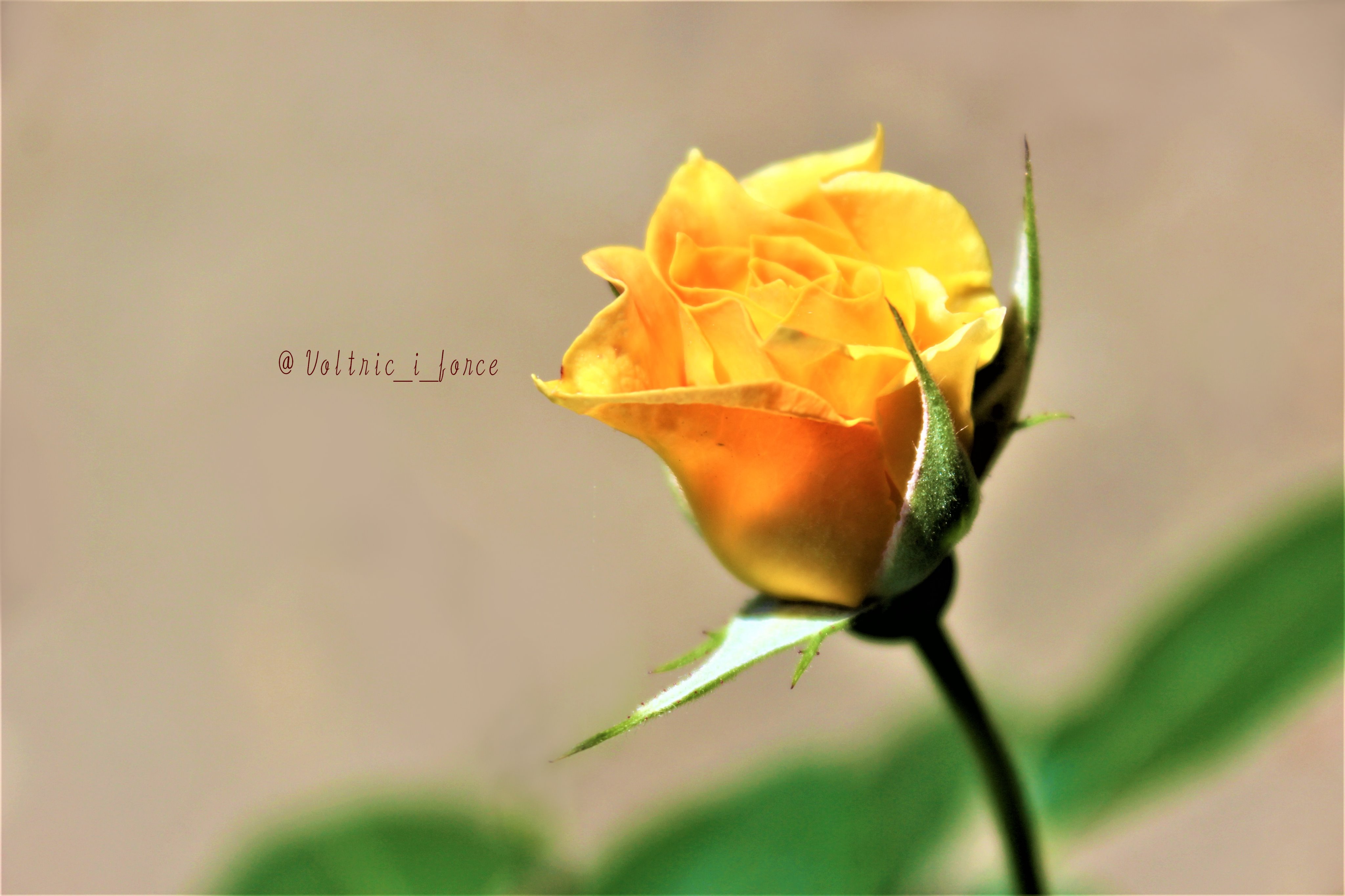 Vtifカスタマイズ 黄色い薔薇 西洋では黄色の花言葉が全般にあまり良くないのですが 大好きな色の花の為に良い言葉を探す Ww 5月7日 誕生花の一つ バラ 黄色い薔薇 黄色い薔薇の花言葉の中から 可憐 美 爽やか 平和 ちなみに薔薇の蕾の花言葉の中
