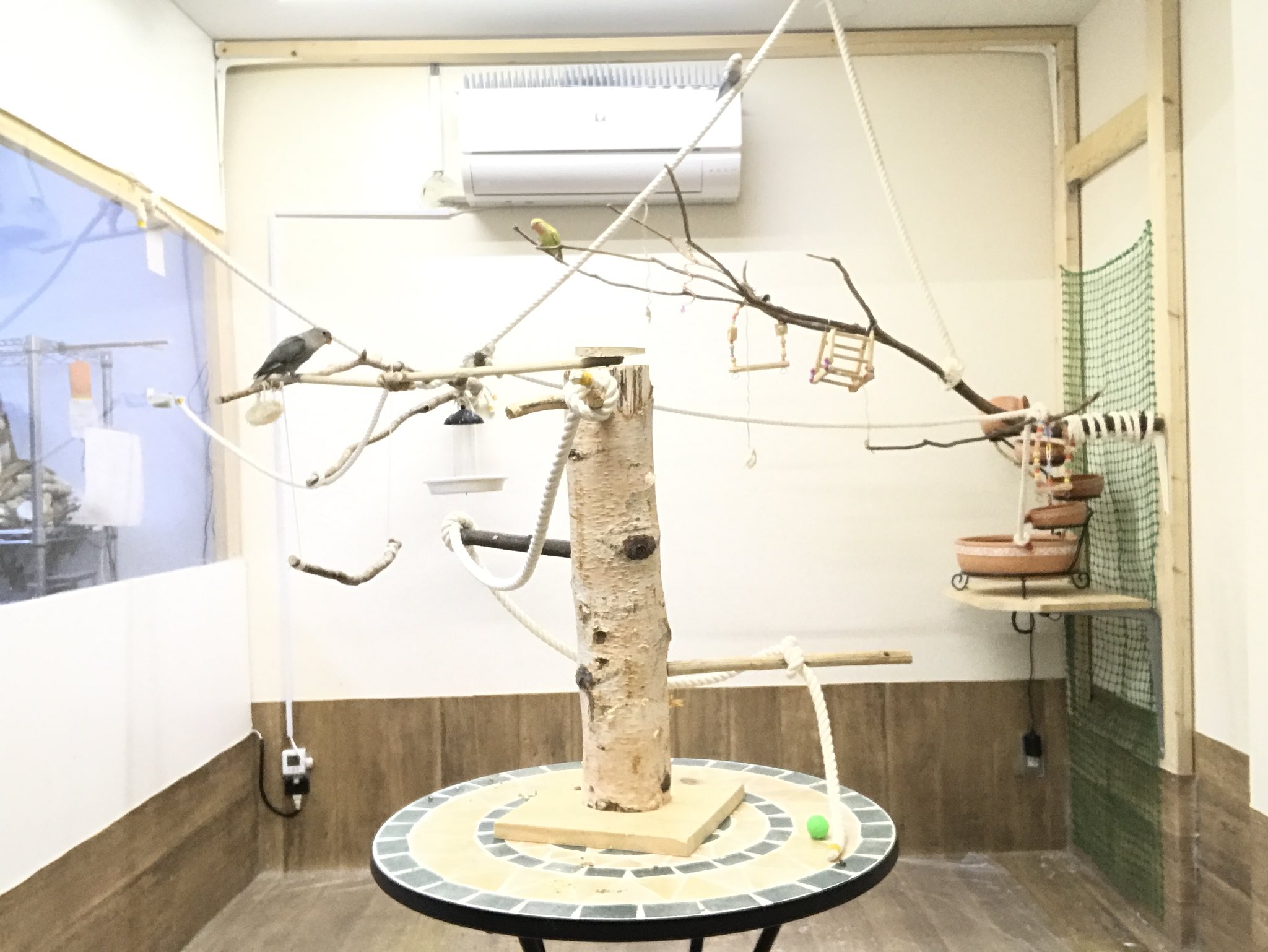 とりっぴー 小鳥用品専門店 仙台 ふれあい とりっぴーでは 小鳥たちが遊んでいる鳥部屋でふれあい体験ができます 日によって10羽前後のインコたちが日替わりでおもてなし スタッフ立会で初めて鳥に触れる方も安心 安全上 お子様や妊婦の方は鳥 とりっぴー 小鳥用品専門店 仙台 ふれあい とりっぴーでは 小鳥たちが遊んでいる鳥部屋でふれあい体験ができます 日によって10羽前後のインコたちが日替わりでおもてなし スタッフ立会で初めて鳥に触れる方も安心 安全上 お子様や妊婦の方は鳥