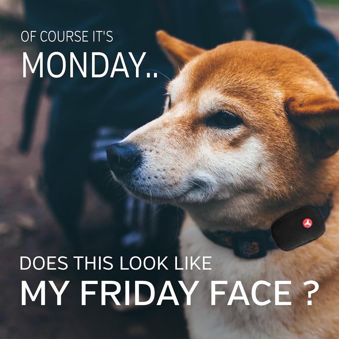 Yepzon's tweet image. Grr.. Monday again! 👿🐶
.
.
.
#mondayblues #goodbyeweekend #thestruggleisreal #mondaymadness #mondaymood #petsloveYepzon 🐕 #shibainu 🐶#furryfriend #petsgram #tailwagger #pettracker #petscorner #petlover #buddy #petcollar #gpstracker #yepzontracker #cheerup #locatinglife📍
