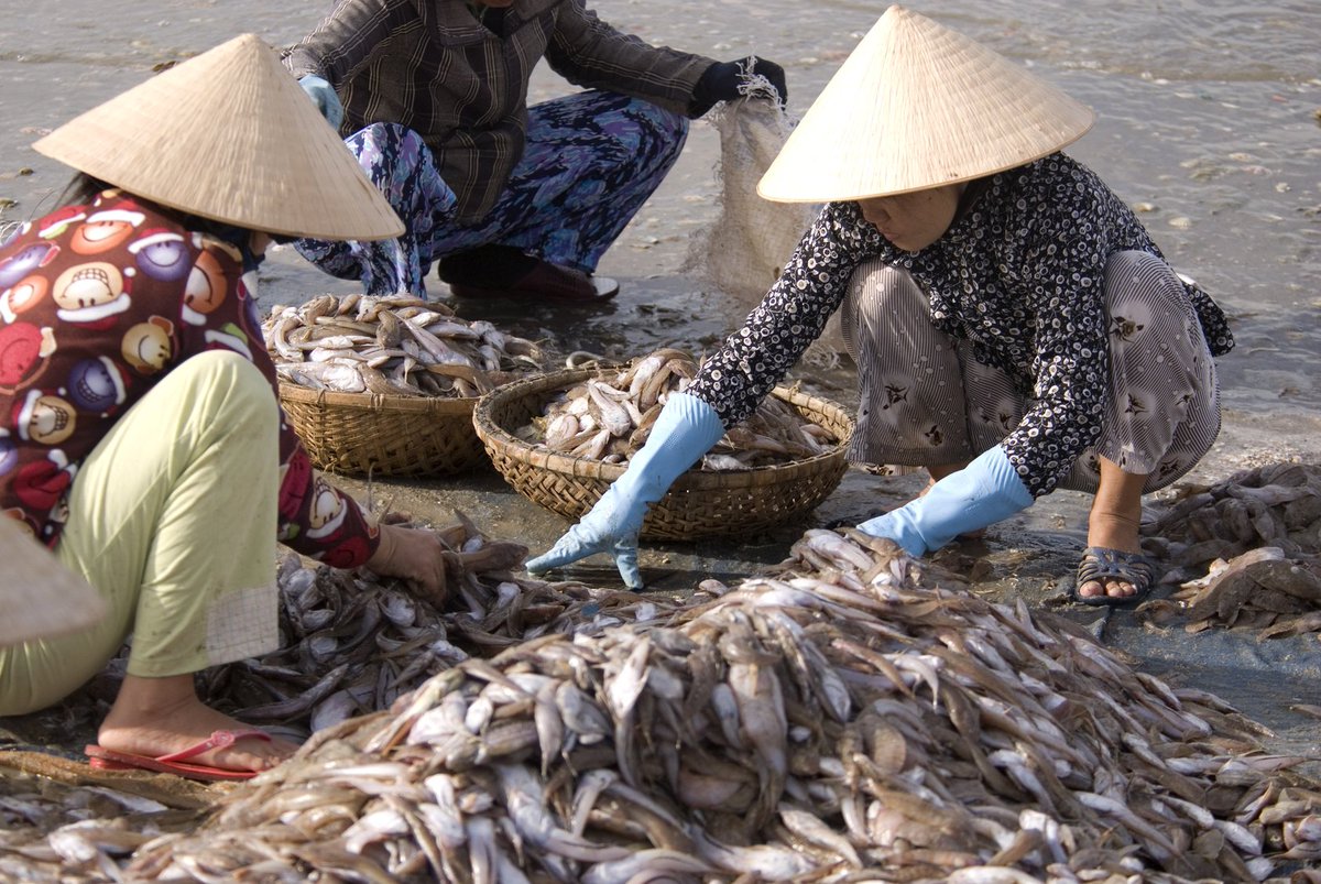 FAOfish's tweet photo. Coming soon ... #UNFAO #Asia #Pacific #Fishery Commission #APFIC 11-13 May 2018 in the #Philippines. #Fisheries #Aquaculture #BlueGrowth @FAOAsiaPacific @FAOPacific @FAOPhilippines @FAO4Members @FAOSIDS https://t.co/xKTNkeTzdG https://t.co/M2VTeEfjyg