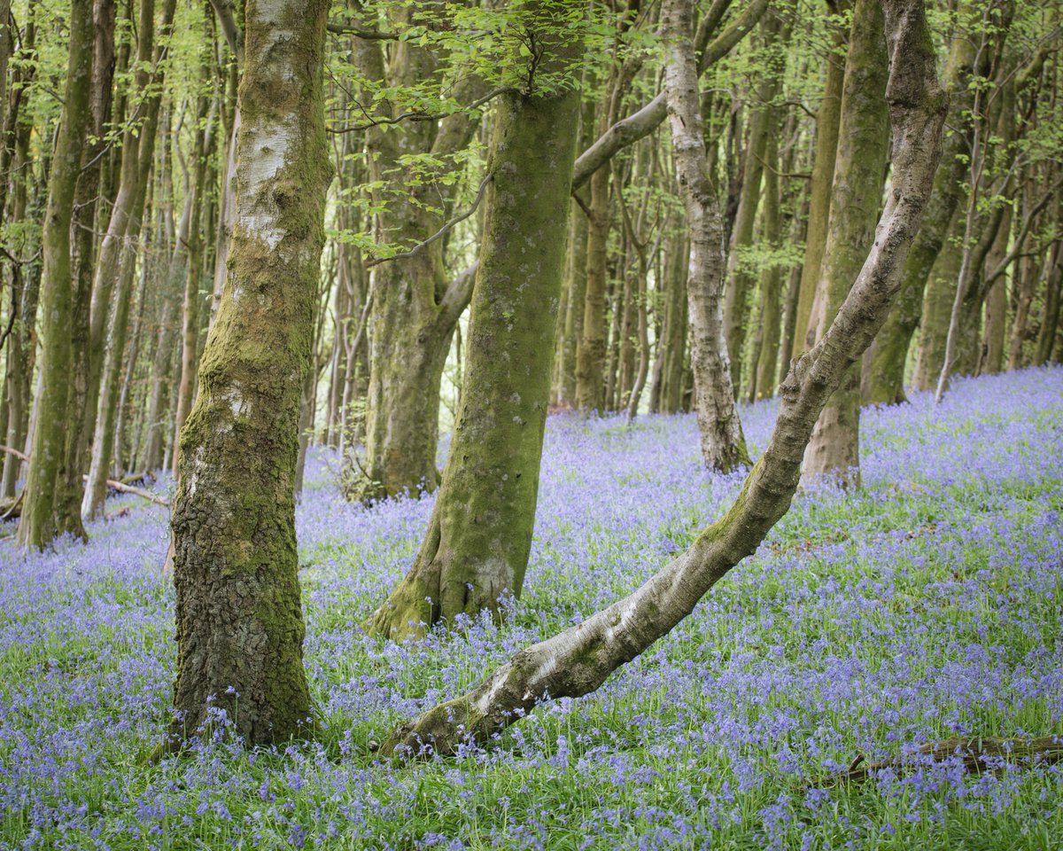 CardiffWeAre's tweet photo. Thomas with a beautiful carpet of bluebells at Coed y Wenallt, Cardiff - courtesy
@tomr0b https://t.co/OvCwONW587