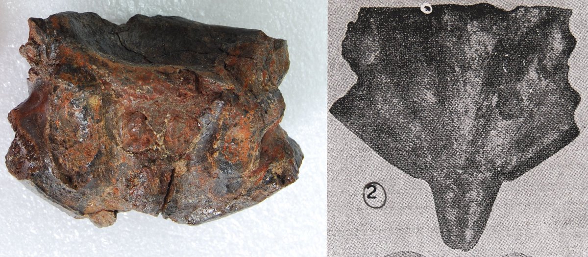 paleo_GG's tweet photo. What "lost collection" means for fossils? It means that information regarding an extinct species is no longer available, and researchers cannot compare them with similar species. An example: the same epistropheus in the 50s and today without the articular "tooth" with the atlas https://t.co/obf5YE6pMK