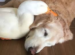 SayNo2Ducks's tweet photo. jemig wat een afschuwelijke #foto zeg ik kwam deze tegen in de donkerste krochten van het internet de gewelddadige eend heeft overduidelijk zojuist de arme onschuldige #hond doodgebeten en zuigt hier zijn prooi volledig leeg de hond had geen schijn van kans rust zacht lieve hond https://t.co/kp4P4ubG2l