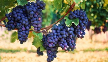 chaplainchat's tweet image. Fruit or works? faithwaysblog.com/2018/05/07/fru…