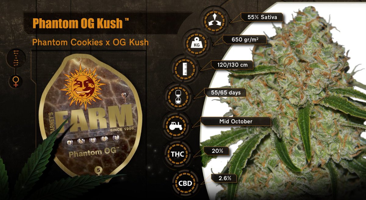 BarneysAms's tweet photo. STRAIN OF THE WEEK!!

#PhantomOG - #teambarneys #strainoftheweek is here. Get some now!
https://t.co/zaI7YH1AJA

#cannabisculture #cannabiscup #CannabisEnthusiast #cannabissaveslives #dailycannabis #cannabislife #recreationalcannabis #cannabis #cannabisconnoisseur https://t.co/71yg5fuPcP