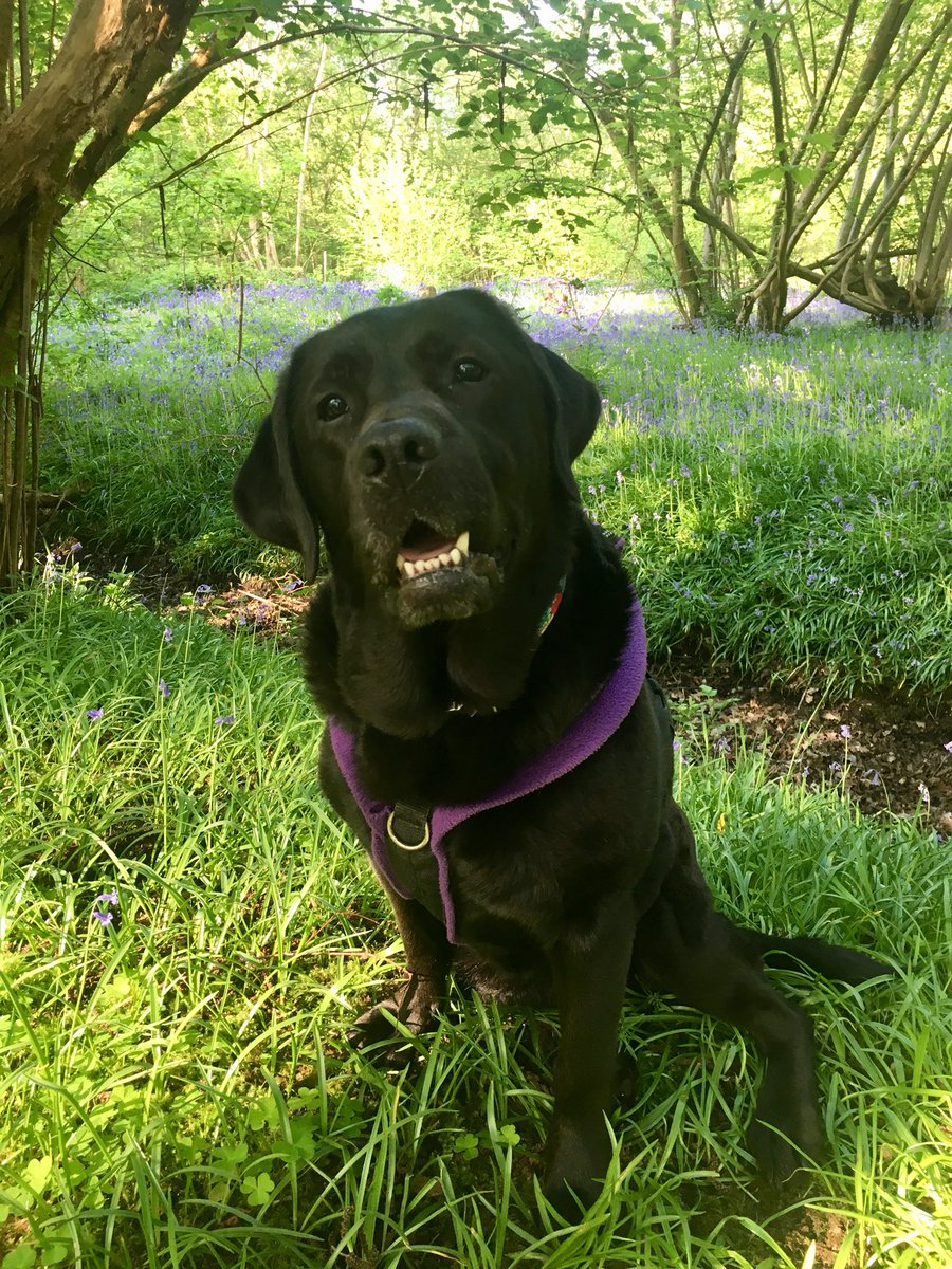 #dogswithbluebells #Surrey #secretpath