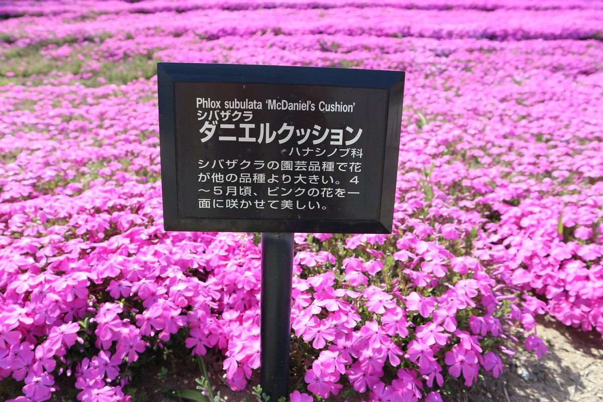新潟県立紫雲寺記念公園 公式 今日はあいにくの雨 当公園のチューリップは終わりましたが 芝桜はまだ咲いてますよ なぜか 白い芝桜にピンクの芝桜が咲いてます 写真は4月末のものですが 5月に入ってもまだ咲いております 芝桜 まだ咲い