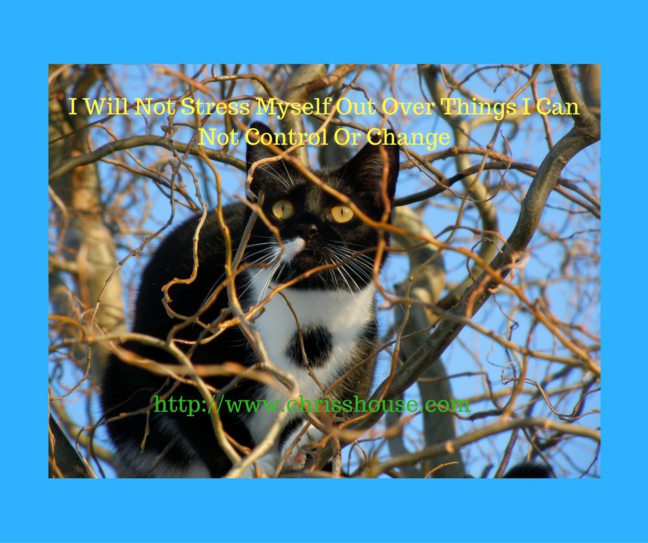 ChrisShouse's tweet image. Stress is a waste of time
#nostress #cannotcontrol