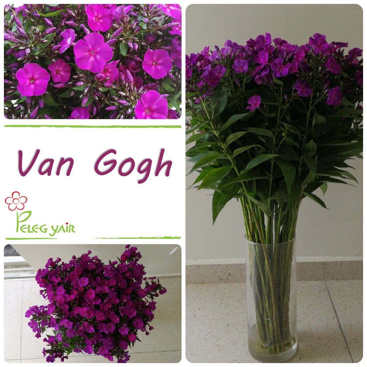phlox van gogh