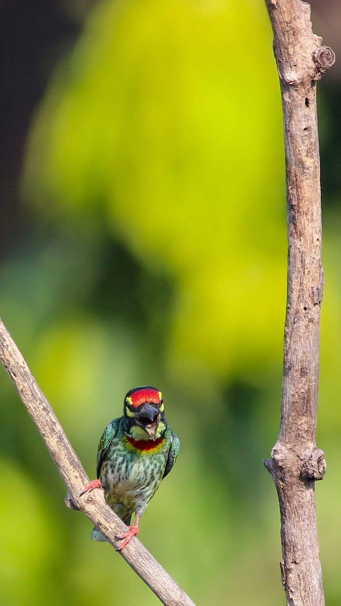 The initiator of my bird watching journey 
#coppersmithbarbet
@birdcountindia @IndianBirdPics @Avibase @BBCEarth @natgeowild