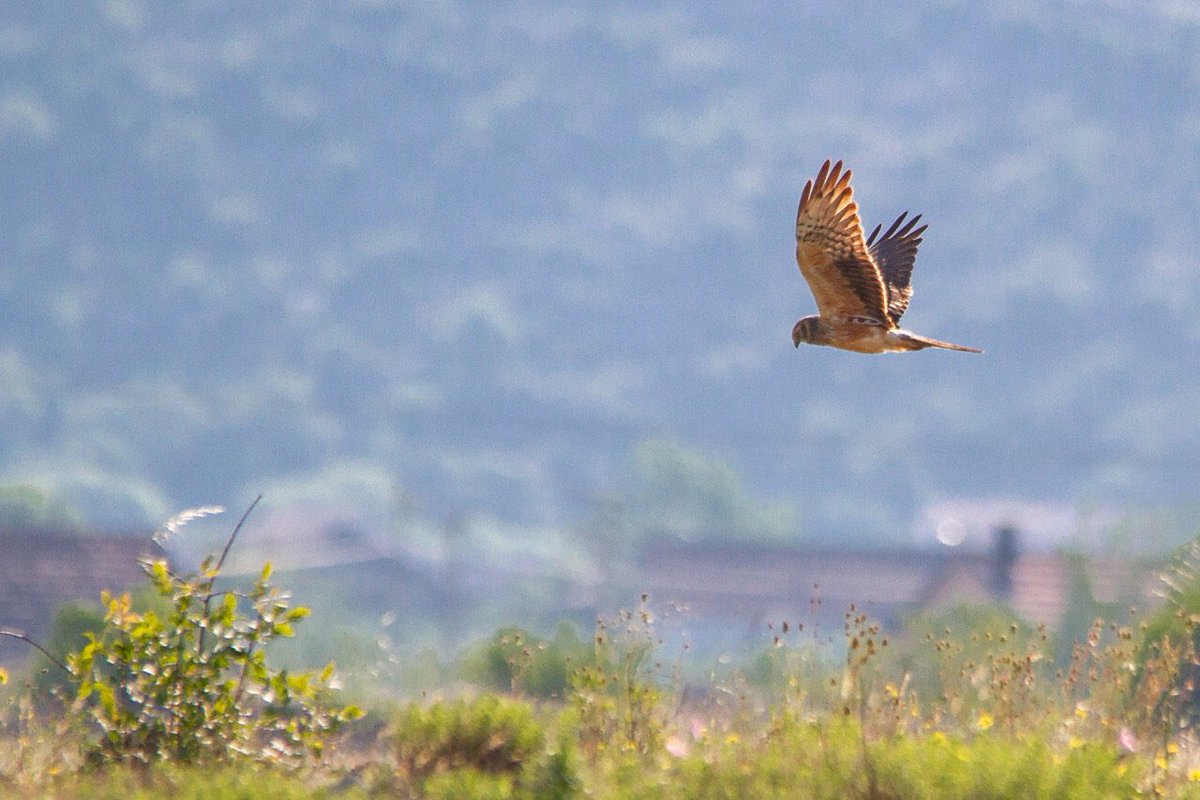 chiefchaff's tweet photo. This morning at #CemovskoPolje #Montenegro #birding #birdwatching #StoneCurlew #MontagusHarrier etc https://t.co/5XhOS5w6rW