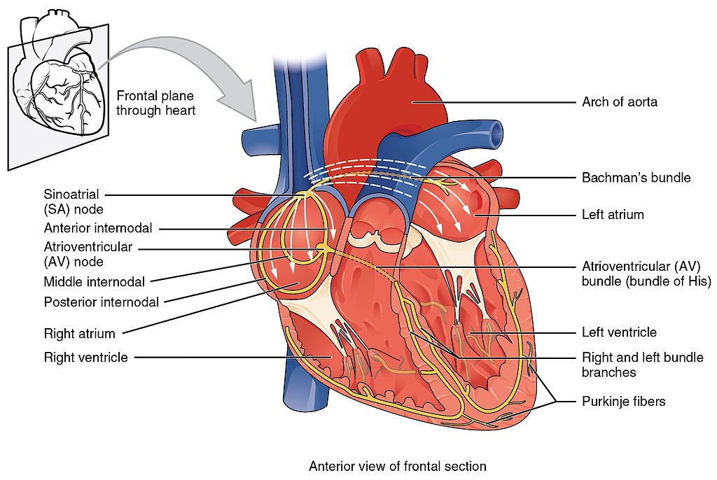 cardiocase's tweet photo. #Heart Conduction System: Specialized conducting components of the #heart include the #sinoatrial node, the #internodal pathways, the #atrioventricular node, the atrioventricular bundle, the right and left bundle branches, and the Purkinje fibers
@cardiocasereports 2018 | #Berlin https://t.co/S8jiw1s4e0