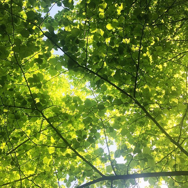 PaperPaperUK2's tweet image. Fresh new leaves 💚💚💚💚💚 .
.
.
.
.
.
.
.
#beechtree #botanicalpickmeup #inspiredbyleaves #embracingtheseasons #vscoftrees #curated_nature #allthingsbotanical #popsofcolor#plantsmakepeoplehappy #dsfloral #flowerpower #flowersofinstagram#instaflowers… ift.tt/2KEWRSO