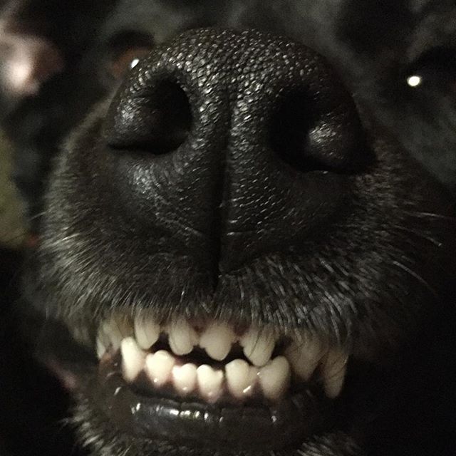 The_NAVC's tweet image. goob morning hoomans. today is the first day of #nationalpetweek and i, along with my furry companions, am heckin' excited. we are taking over the NAVC social media pages. here is a photo of my snoot. #NAVCpettakeover