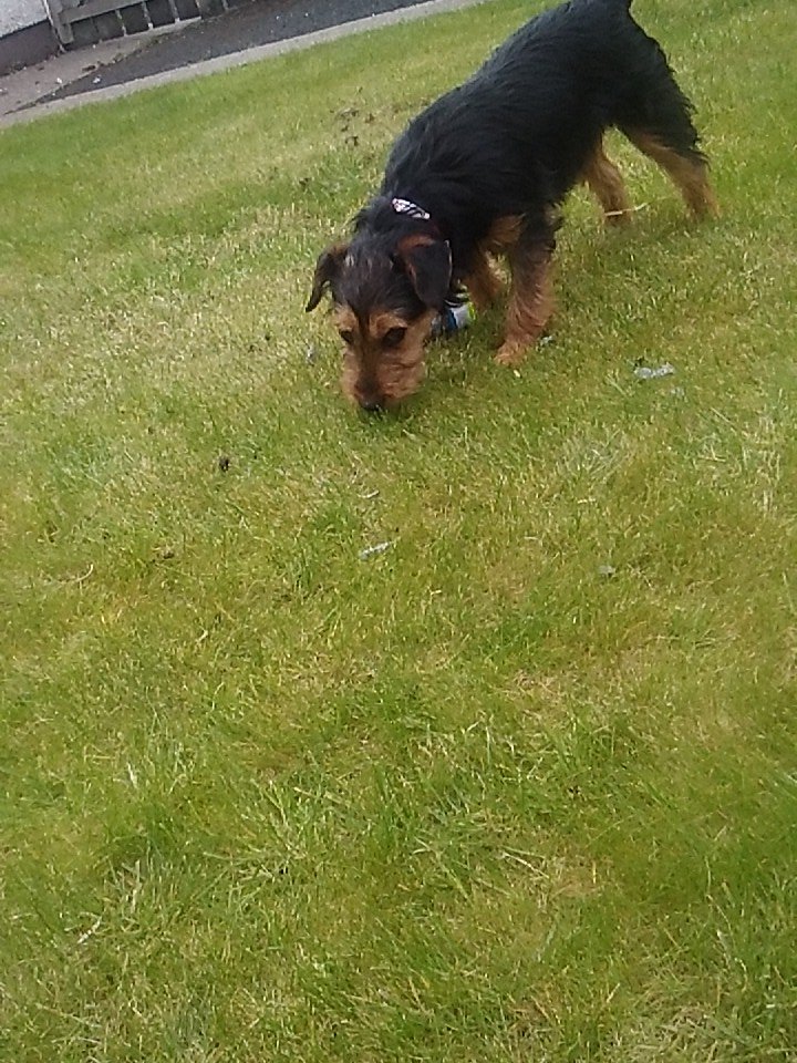 ForTheEast's tweet photo. #MemeYourPets Fuc of sam https://t.co/gE0LGBx5ry