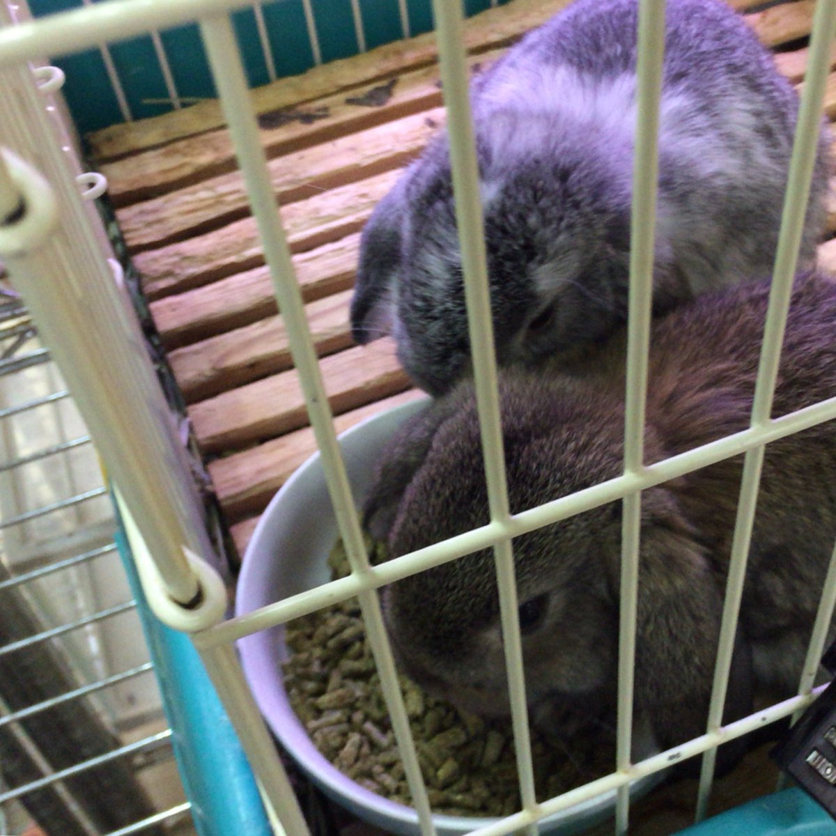 そると🐰🥕 tweet media