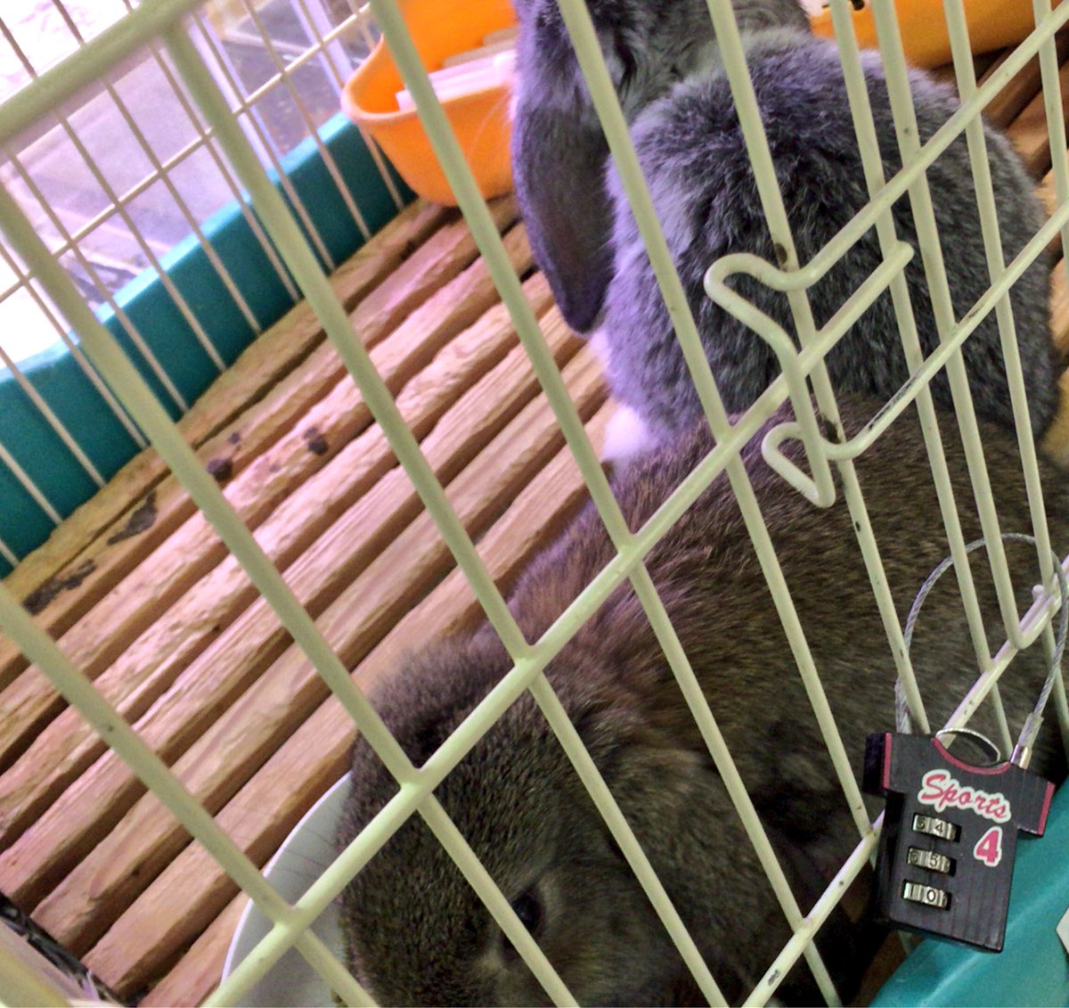 そると🐰🥕 tweet media