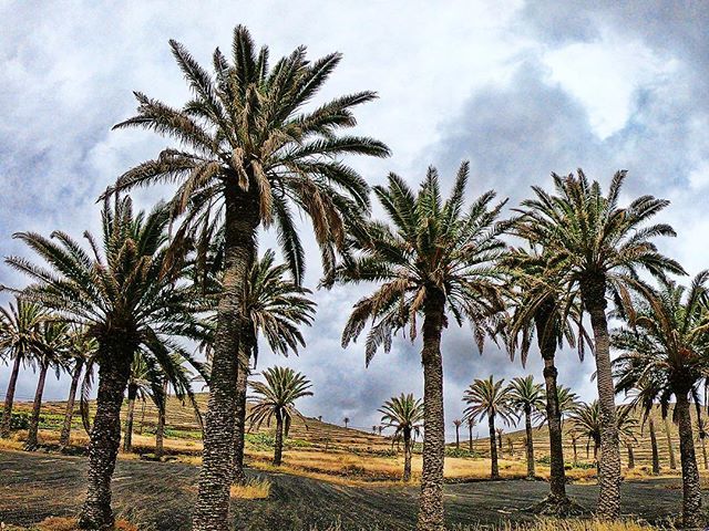 patrickams's tweet photo. Haría. El Valle de las mil palmeras, El Valle de los mil sueños. 🌴. https://t.co/0GiBqoZnnL