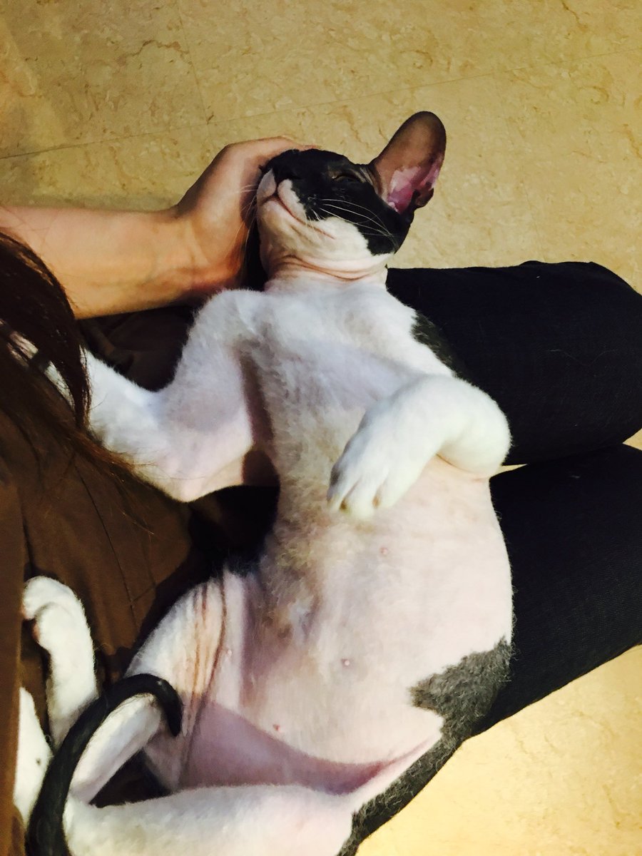 always_cat1's tweet photo. 따뜻한 싼타😊

홍대 고양이카페 오늘도고양이 https://t.co/3rBzfMsypJ