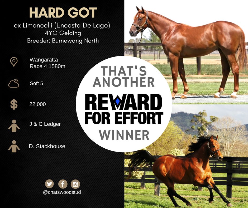 Chatswood Stud tweet media