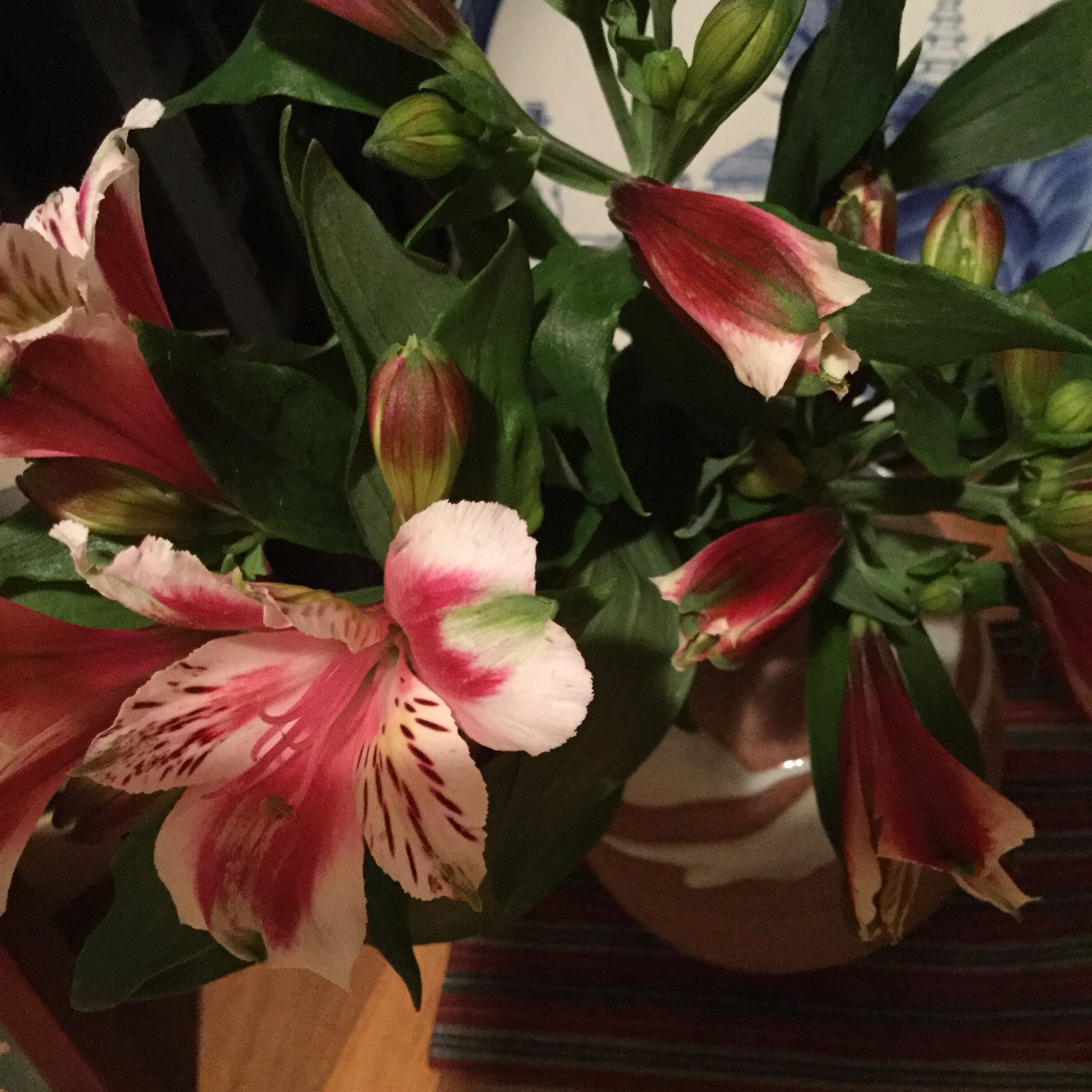 キクコ うちは犬と猫がいるのでユリ科の植物を飾らないでって言っているんだけどこれってユリ科 飾った人は ユリ科ではない と言うんだけどじゃあ何の花なのか聞いても答えない 葉っぱは百合とは違うようには見えるけど花がそっくり 何の花かわかる