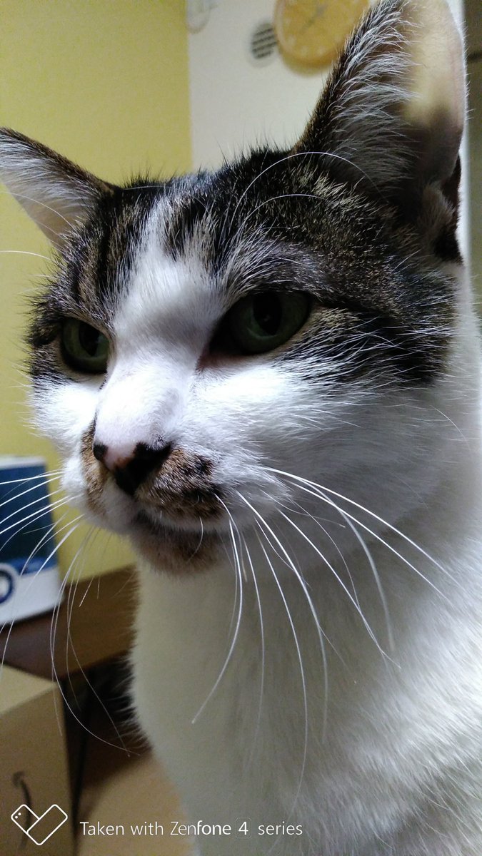 mai_1028's tweet photo. Zenfoneで一応写真も撮ってみたけど、かなりきれいじゃね？笑
1枚目は広角で、2枚目以降は標準カメラで。
オートフォーカスとホワイトバランスが結構優秀。

#Zenfone4MaxPro https://t.co/GTYCxlCrLk