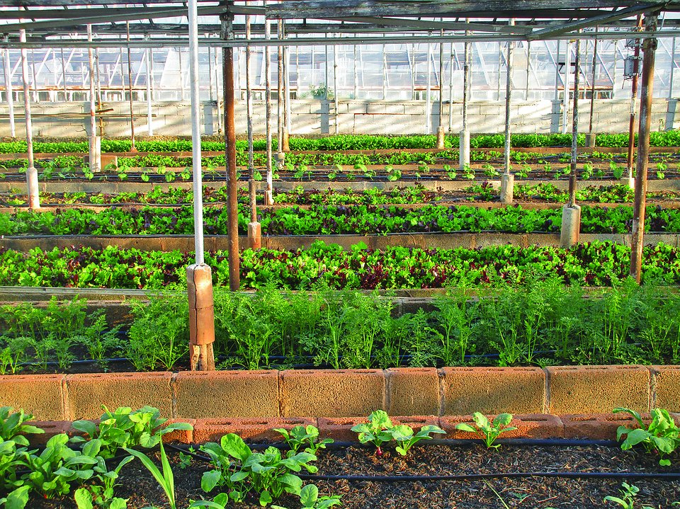 formichenews's tweet photo. #Agricoltura e città, questo matrimonio s’ha da fare!
Il commento di Harald Cosenza, fondatore e ceo di Robonica 
#FoodInnovation #FoodTech #sostenibilità #SaC18 

https://t.co/upW7vjfYzt https://t.co/WQBCjg6rlM