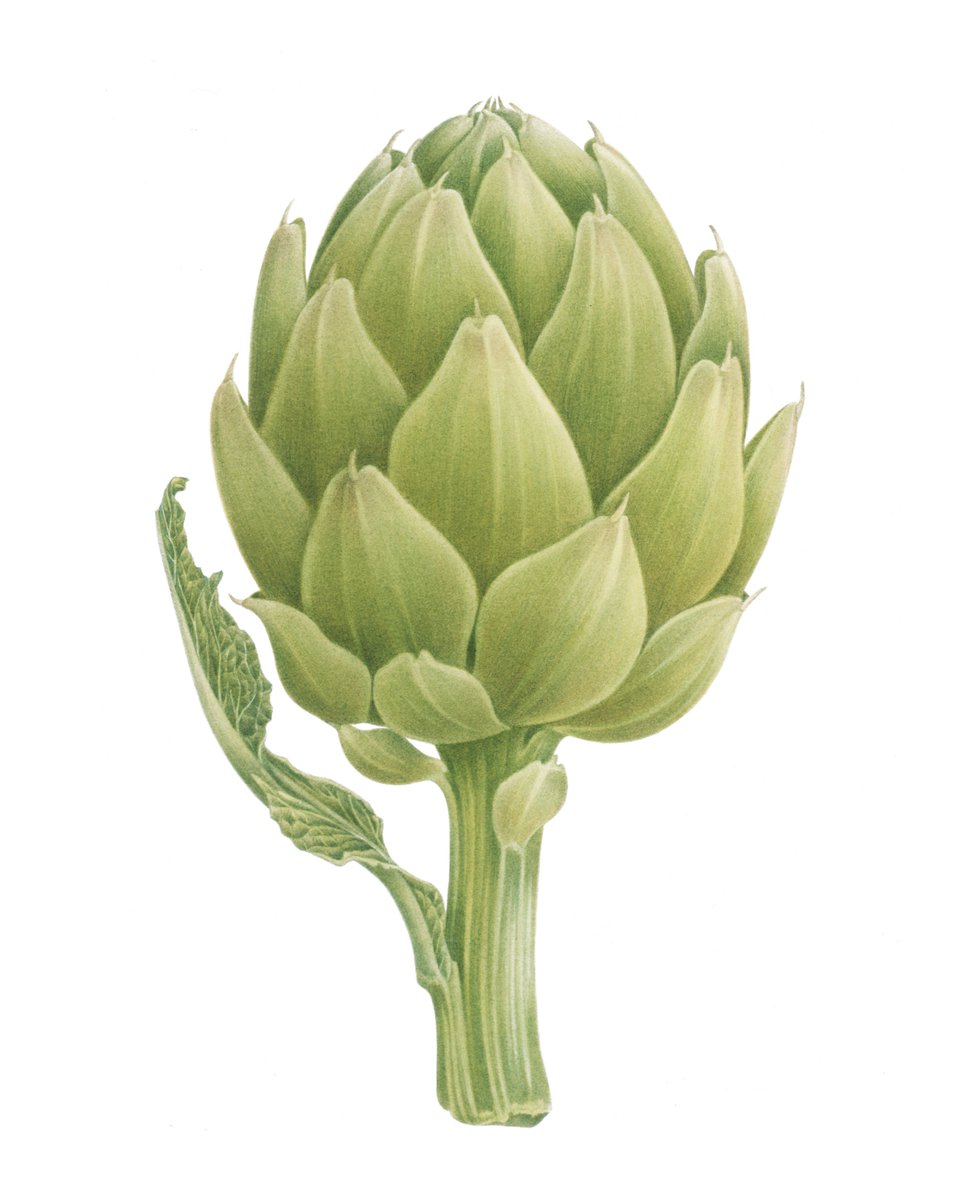 大橋正の作品紹介 Twitterren アーティチョーク Artichoke 水彩画 Watercolor Artworks Illustration Graphicdesign Art Drawing イラスト グラフィックデザイン 絵画 大橋正 Tadashiohashi Vegetables Artichoke アーティチョーク アーティチョーク 大橋正の作品紹介 Twitterren アーティチョーク Artichoke 水彩画 Watercolor Artworks Illustration Graphicdesign Art Drawing イラスト グラフィックデザイン 絵画 大橋正 Tadashiohashi Vegetables Artichoke アーティチョーク アーティチョーク