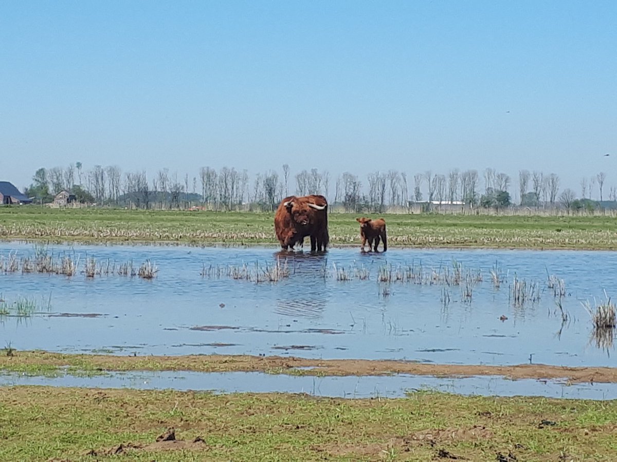 tanjadebode's tweet photo. Duidelijk gevalletje papadag. #Noordwaard @m_willemstein @FREE_Nature https://t.co/UILI4pWaRy