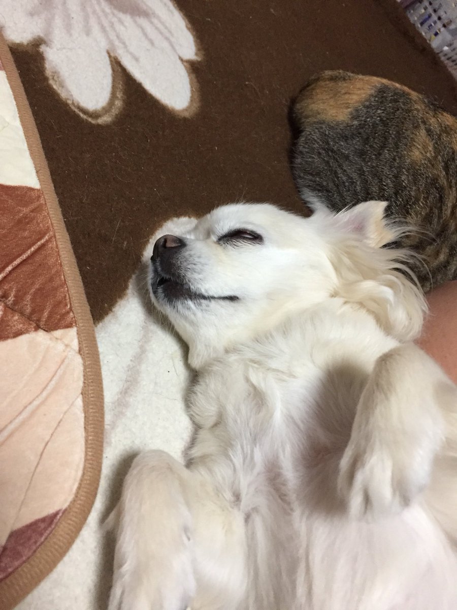 Nao Moco もはやホラーですね 笑 今日のmocoさん Dog チワワ 癒し犬 犬好きさんと繋がりたい 寝顔 半目 Nao Moco もはやホラーですね 笑 今日のmocoさん Dog チワワ 癒し犬 犬好きさんと繋がりたい 寝顔 半目