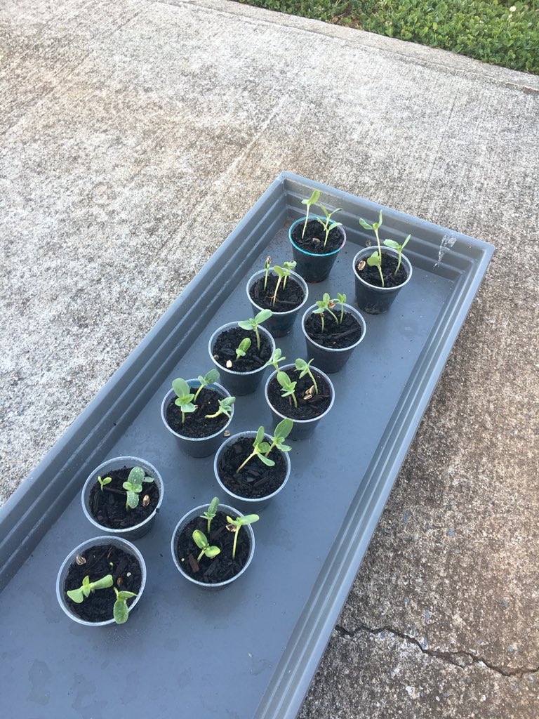 CandiMears's tweet photo. Mrs. Mears’ class planted sunflower seeds donated by International Paper and they are finally making an appearance! How exciting! #pesdragonspln #pesdragons https://t.co/BSqCsUqyCX