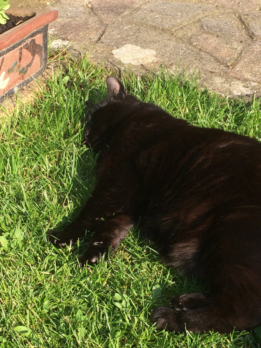 OfSniff's tweet photo. Yep, still ready for any crisis & Big Things That May Happen. I am on it #catflop #catsandsun #CatsOfTwitter @ https://t.co/5h1LpEkMjR