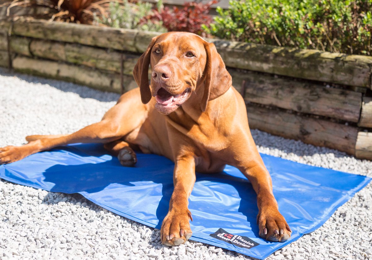 DanishDesignLtd's tweet photo. We’ve just launched our MAY GIVEAWAY over on our FB page to win yourselves one of our fab Cooling Mattresses 🤩❄️💙

Perfect for weather like we’ve had this Bank Holiday! 

How to enter.... https://t.co/L2UOK6KFyl

#danishdesign #coolingmattress #MayGiveaway #Competitiontime https://t.co/GK8869tixR