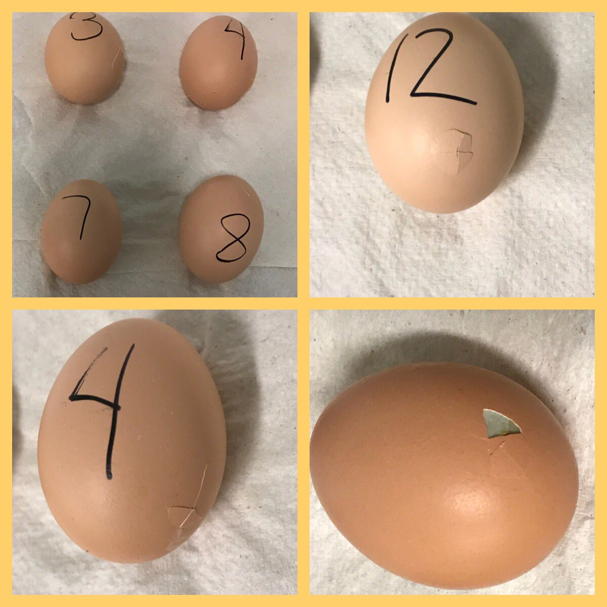 Mrs_Ohlson's tweet photo. The eggs were delivered a week ago today, and 8 are beginning to hatch!! Who will be first?? @LindeneauSchool https://t.co/KFnh5Dmnpq
