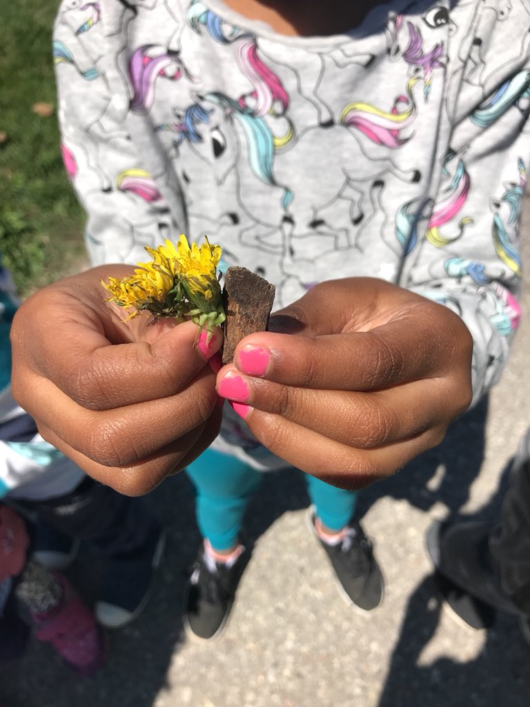 MsKDixonsClass's tweet image. We are on a math hunt outside. One S found 1 wood chip plus 2 flowers equals 3 things. (KS) #tdsb #naturehunt #mathhunt