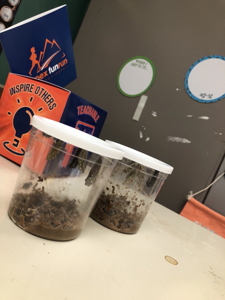 SayenMD_'s tweet photo. Our plants are growing and our caterpillars are changing!!!! #roomfour #science @SayenLions https://t.co/nZ6id3o4Xf