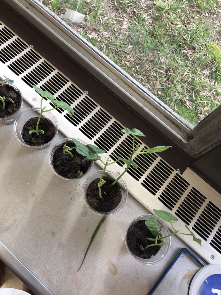 SayenMD_'s tweet photo. Our plants are growing and our caterpillars are changing!!!! #roomfour #science @SayenLions https://t.co/nZ6id3o4Xf