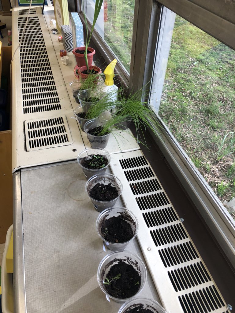SayenMD_'s tweet photo. Our plants are growing and our caterpillars are changing!!!! #roomfour #science @SayenLions https://t.co/nZ6id3o4Xf
